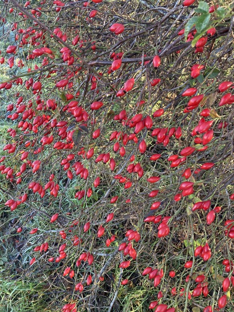 6th December 2023, Rose Hips in the hedgerow