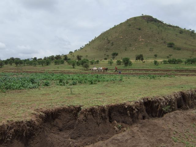 Ploughing with oxen on the road to Naalarami
