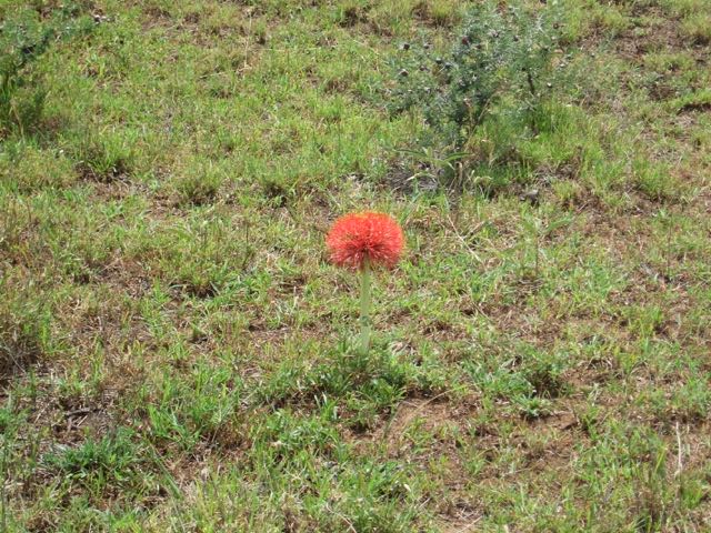 Flower that bloomed after the rain
