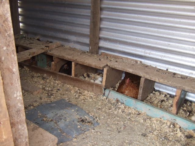 Mr Emmanuels Hen House