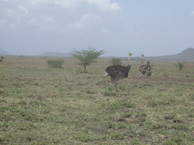 Ostrich on the road to Naalarami